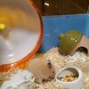 ハムスターを飼おう お迎えの準備&1日目の様子