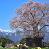 神代桜と甲府城