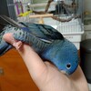 サザナミインコその2