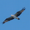 2023.10.16　河口の野鳥たち.....20選