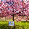 「菜の花と河津桜」北陸大学太陽が丘キャンパス