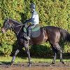 ２３日に栗東・藤岡厩舎へ入厩しています。☆メッセージソング