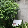 「第零回　イデア狂言」を観る