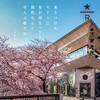 Spring is just around the corner -スタバと桜とGODIVA-/ Art&Architecture＃520