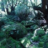 屋久島観光：白谷雲水峡（鹿児島県）