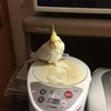 お気に入り