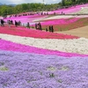 　秩父の山里で春を楽しむ