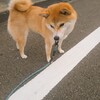 🍊ストーブリーグをいっぱい楽しみたい6月🐕️