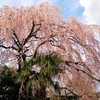 うへの　枝垂れ桜