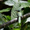 アカオキリハシ(Rufous-tailed Jacamar)