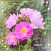 ミニ薔薇のラベンダードリーム