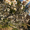 年寄りの冷水