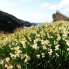 唐音水仙公園の水仙の花たち ⑦（島根県益田市）