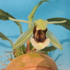 Coelogyne speciosa 'Green & Black'