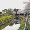 【日本一の桜回廊🌸】埼玉県にある見沼田んぼの桜回廊で花見をしてきました✨
