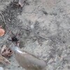 セアカゴケグモを発見し、駆除をした