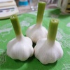 直売所で野菜購入