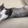 『育児放棄された犬が、立派な警察犬になったとは😭』の巻。。。