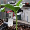 カボチャポット上げ②