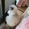 今夜はベッドで休憩したふくちゃん