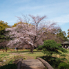 清澄庭園の1本桜