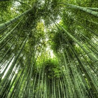 竹の花が咲くと不吉なことが起こるといわれていますが コロナな昨今 昨年は竹の花が全国で報告されていた 暮らしの顛末 くまくまコアラ