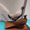 鳥展に行ってきた　その２
