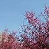 弘前公園 冬に咲くさくらライトアップ 期間 時間は？