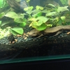 ベトナムコブイモリ（Tam Dao Salamander）
