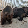 登別弾丸旅行初日、のぼりべつクマ牧場、登別温泉、に行ってみた。（登別市登別温泉町）