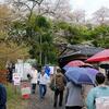 京都2018_4月_02_桜の洪水。原谷苑
