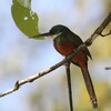 アカオキリハシ(Rufous-tailed Jacamar)