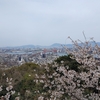 北九州市若松区高塔山で感じる、桜と絶景のハーモニー 