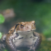 アズマヒキガエル Bufo japonicus formosus