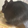 くろごまあん二世 389日目