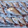 【1月の釣り】正月に真鯛爆釣｜シラサエビで40㎝オーバを釣る方法