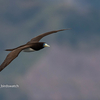 2019年12月29日の鳥撮り-鹿児島県(1/2)