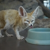 フェネック / Fennec fox 