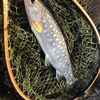 尺山女魚を求めて　パート6