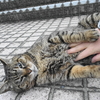 4月後半の散歩 #ねこ #cat #猫 その2