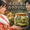 成人式に「苔テラリウム」という贈りもの  ―人生の節目に、静かな森を手渡すという選択―