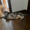 「塩田平あじさい小道」に行ってみる