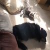 犬の毛は使えても、猫の毛は使えない？