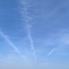 きなこ、居場所を決める