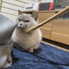 エルちゃん、ちくわくんがいっぱい 33　かわいい2にゃんのYouTubeチャンネル！見て遊びに来てね