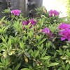 躑躅