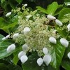北鎌倉は紫陽花の時期