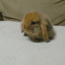 うさぎさんを大好きなブログ