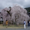 今年も身延の枝垂桜へ　～今年は東谷の方から～