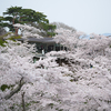 桜に囲まれたカフェ